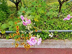 -上海长兴岛郊野公园