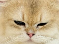 -北京观赏动物医院·24小时大型综合·猫专科·异宠专科
