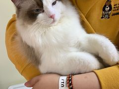 炸鸡小可爱-猫和宫(六道口店)