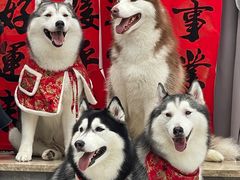 -星多哈·狗咖·拼豆·咖啡