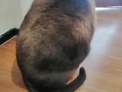 -有猫主题·治愈系猫咖(曾厝垵店)