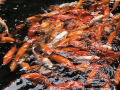 -海南槟榔谷黎苗文化旅游区