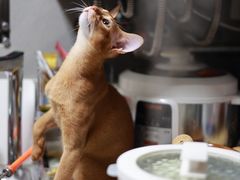 -babydoll猫舍·米努特·德文·缅因(久光中心店)