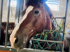 -北京群众马术培训基地