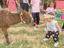 -上美四季动物农场