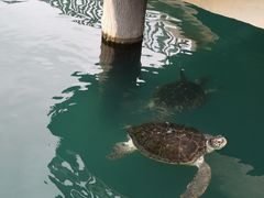 -广东惠东海龟国家级自然保护区