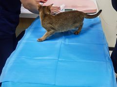 -美联众合动物医院·24h京西诊疗中心
