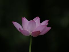 -裕华世纪公园