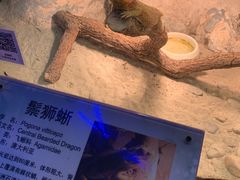 -上海大自然野生昆虫馆(东方明珠·爬宠昆虫探索中心)