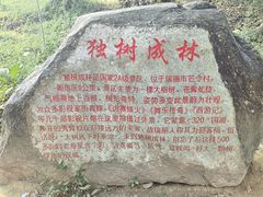 -瑞丽独树成林风景区