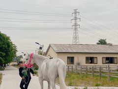 -北京群众马术培训基地