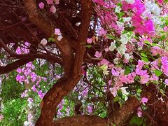 -深圳国际园林花卉博览园