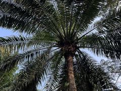 -西双版纳原始森林公园