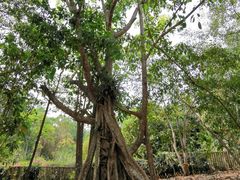-中国科学院西双版纳热带植物园