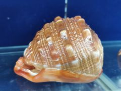 -青岛贝壳博物馆