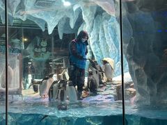 -帝企鹅自助餐厅•儿童岛•真企鹅(长隆企鹅酒店)