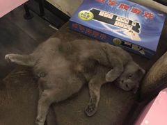 -猫先生桌游