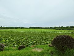 -上海海湾国家森林公园