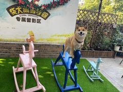 -柴犬高等学院·狗咖·柴犬售卖·宠物训练