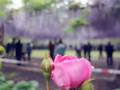 -嘉定紫藤园