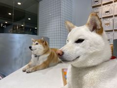 -柴务处·柴犬主题狗咖