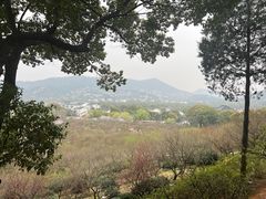 -香雪海