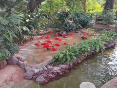-广州长隆飞鸟乐园