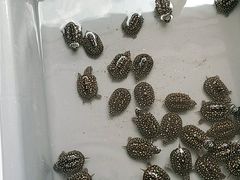 -灵龟之家百象馆(百象馆联合旗舰店)