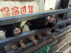 -北京鹿世界主题园