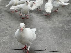 -厦门方特东方神画