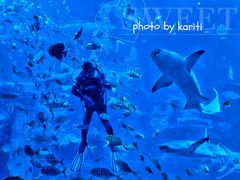 -太平洋海底世界博览馆·展览厅