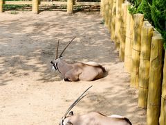 -西霞口神雕山野生动物世界