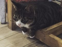 海边的猫和咖啡馆-海边的猫和咖啡馆