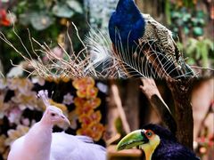 -正佳雨林生态植物园