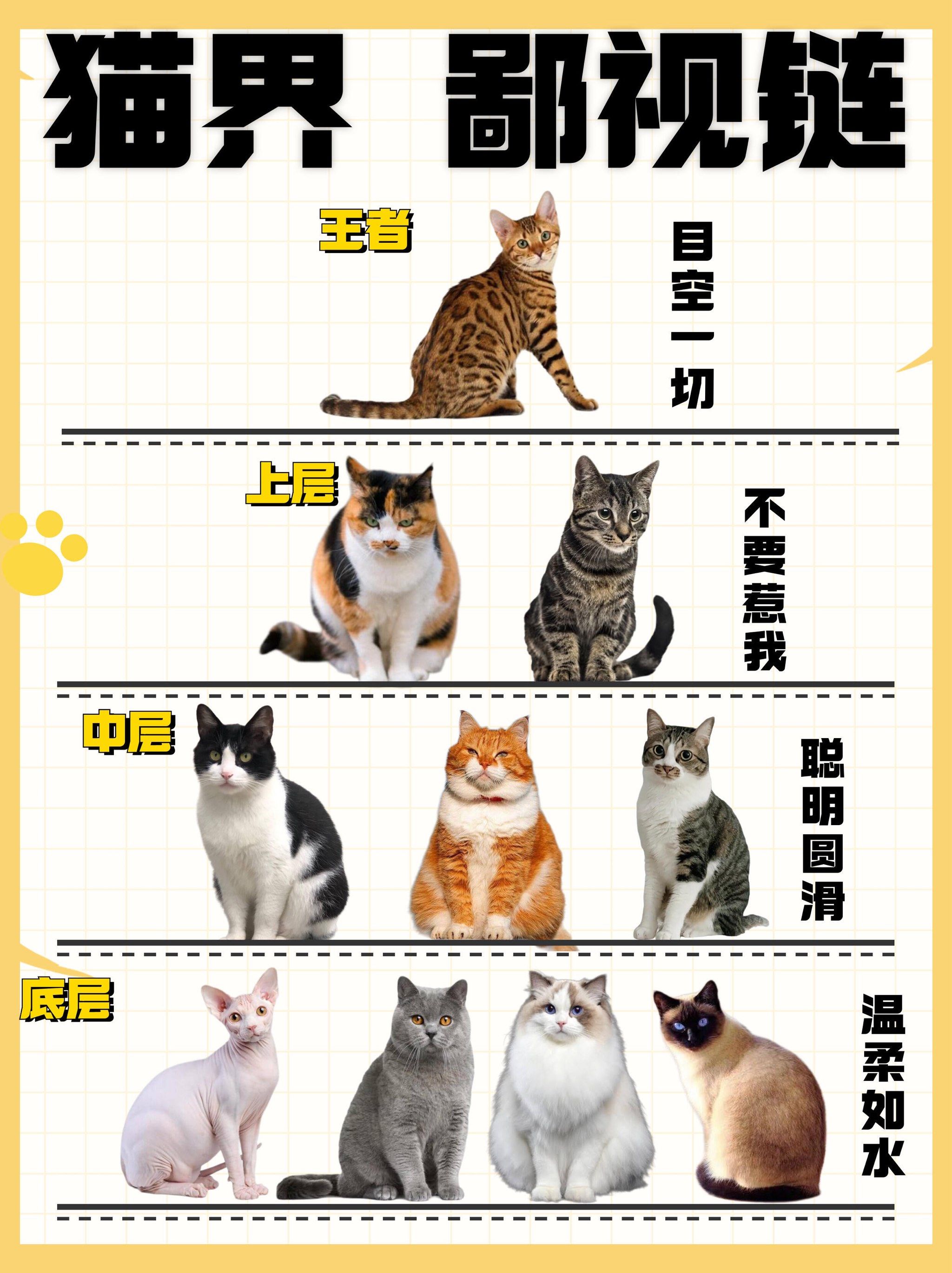 93孟加拉豹猫,拥有闪亮大理石纹,个性自信活泼,如运动家般机警.