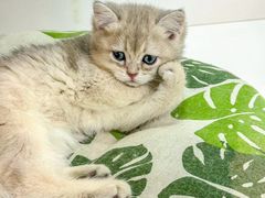 -青奢宠物·青奢猫舍