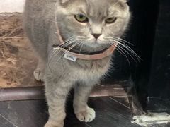 -猫色咖啡·猫咖