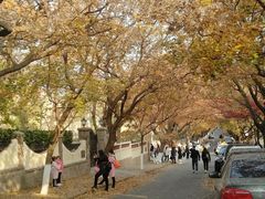 -八大关景区