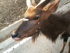 -清迈夜间动物园