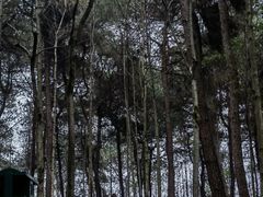 -铁山坪森林公园