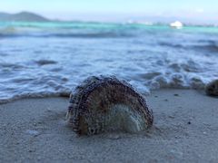 -东姑阿都拉曼海洋公园