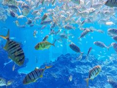 -海合安成都极地海洋公园