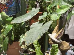 -Thai Basil罗勒叶泰式餐厅(时代天街店)