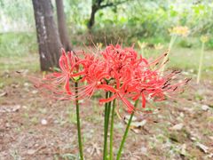 -贡湖湾湿地公园