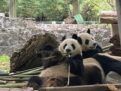 -都江堰中华大熊猫苑