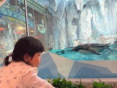 -帝企鹅自助餐厅•儿童岛•真企鹅(长隆企鹅酒店)