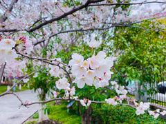 -高东镇樱花园