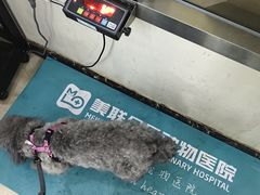 -美联众合动物医院·24h转诊中心