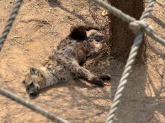-西霞口神雕山野生动物世界