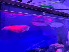 -青石桥花鸟鱼虫市场(叠翠城店)